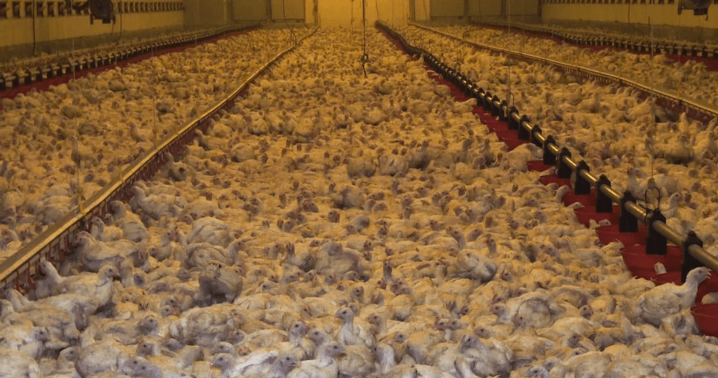 Poulets d'élevage intensif
